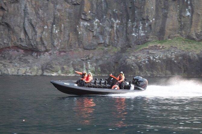 1 Hour Iceland Nature and Wildlife RIB Small Group Guided Safari - Small Group Safari Value: Better Spotting Than You’d Expect