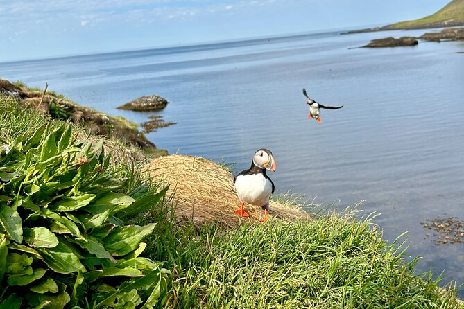 1 Hour Iceland Nature and Wildlife RIB Small Group Guided Safari - Weather and Sea Conditions: The Real Gatekeeper