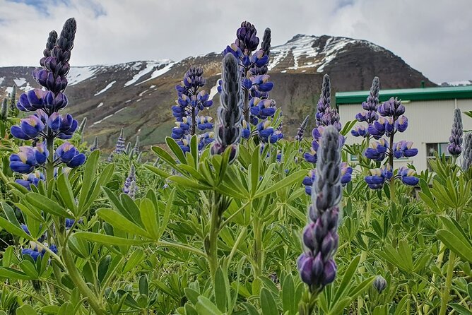 1-Hour Siglufjörður Stroll - Group size, pace, and comfort in a short tour