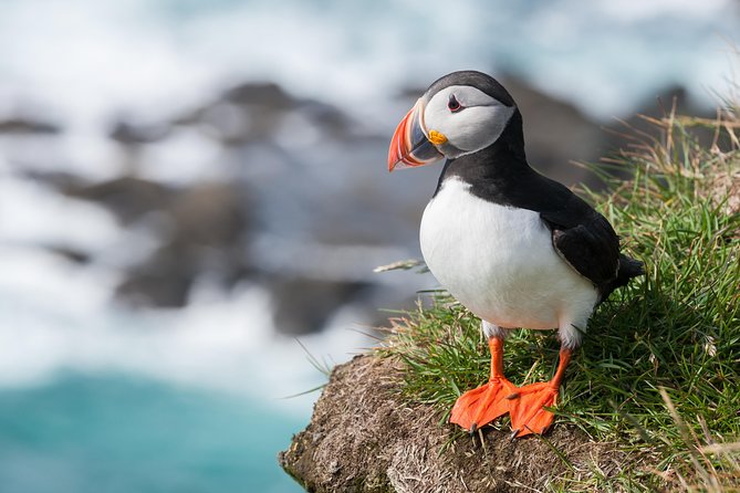 1-Hour Small Group Sightseeing Boat Tour in Vestmannaeyjar - Vestmannaeyjar brings a different side of Iceland
