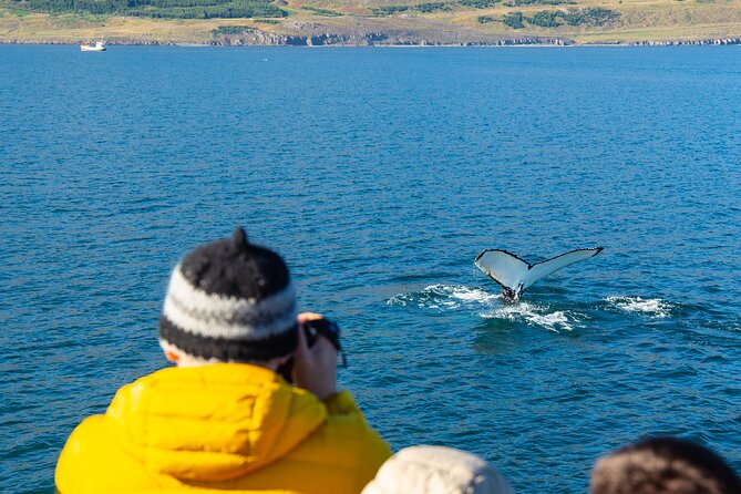 100% Whale Watching - What You Might See: Humpbacks, Minke, Dolphins, and Rare Big Bets