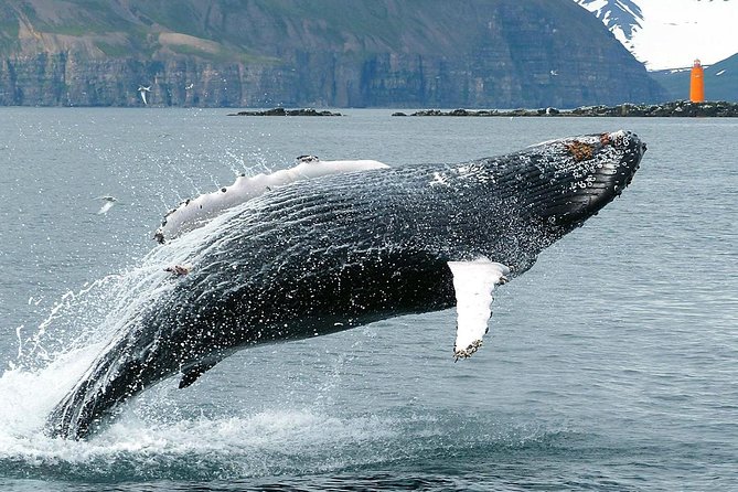 100% Whale Watching - Price and Value: Is $90 Worth It?
