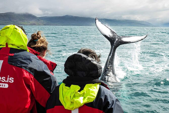 100% Whale Watching - How the Crew Spots Whales in Eyjafjordur