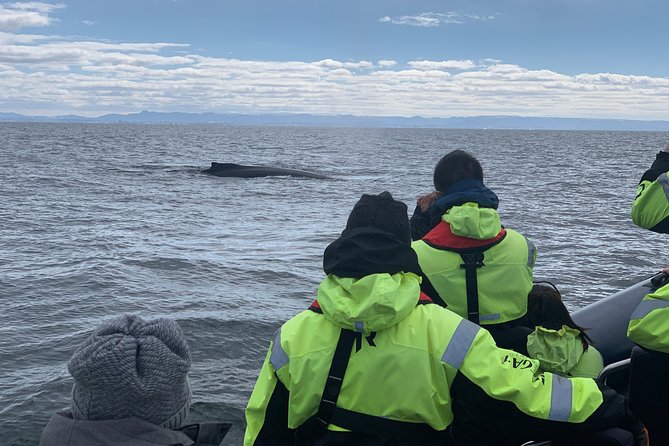 2-Hour RIB Boat Whale Watching Tour from Reykjavik - Reykjavik Whale Watching by RIB: what you’re really buying
