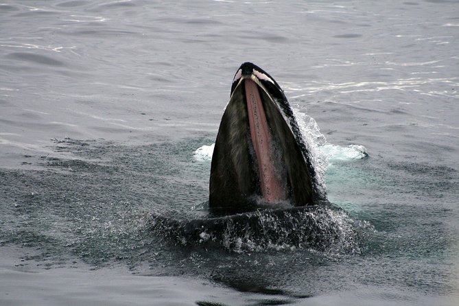 2-Hour RIB Boat Whale Watching Tour from Reykjavik - Wildlife targets: what you might see in the 2-hour search