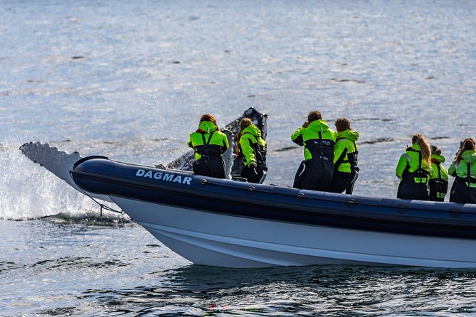 2-Hour RIB Boat Whale Watching Tour from Reykjavik - The seasonal Akurey stop: puffins instead of Plan B
