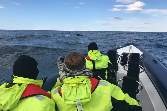 2-Hour RIB Boat Whale Watching Tour from Reykjavik - On-board comfort and the real talk about rough water