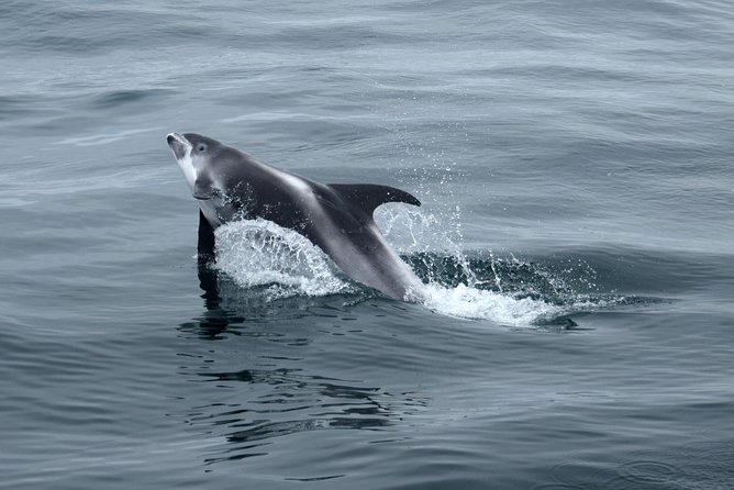 2-Hour RIB Boat Whale Watching Tour from Reykjavik - Safety and how the crew sets the tone