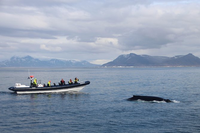 2-Hour RIB Boat Whale Watching Tour from Reykjavik - From the Old Harbour check-in to the brand-new RIB