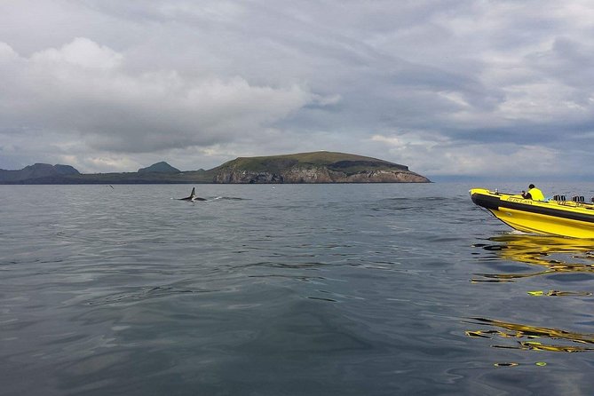 2 hour Round Trip in Vestmannaeyjar on a RIB Boat - Caves, elephant rock, and the bird-rich stretch of coastline