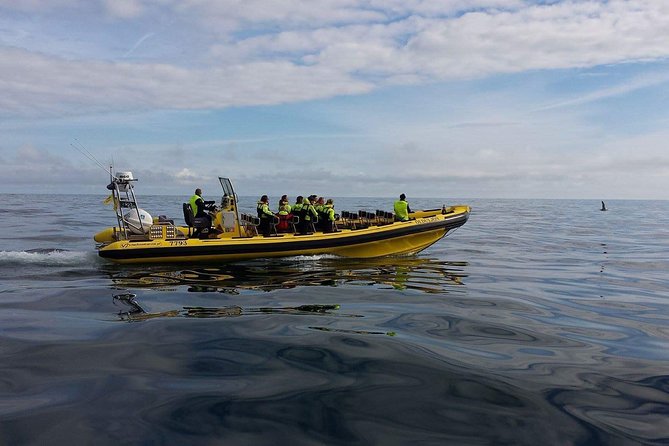 2 hour Round Trip in Vestmannaeyjar on a RIB Boat - Price and value: what you get for $247.39
