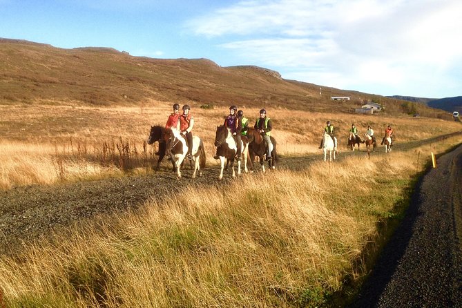 2 hours Private Horse Riding to Lake Hafravatn, Reykjavík - Mos - Horses and care: what good training looks like on the ground