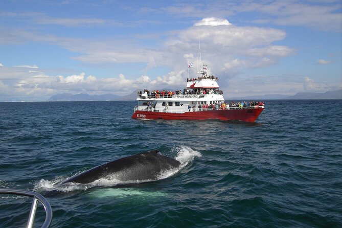 6 Day Iceland Ring Road Highlights Tour With Accommodation - Day 5: Akureyri whale watching, Hvítserkur, and Kolugljúfur canyon