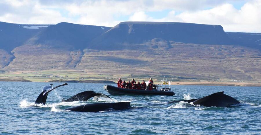 Akureyri: 2-Hour Whale Watching Express by RIB Speedboat - Key highlights