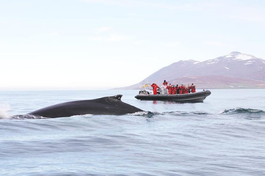 Akureyri: 2-Hour Whale Watching Express by RIB Speedboat - Wildlife in Eyjafjord: Humpbacks, Minke Whales, and More