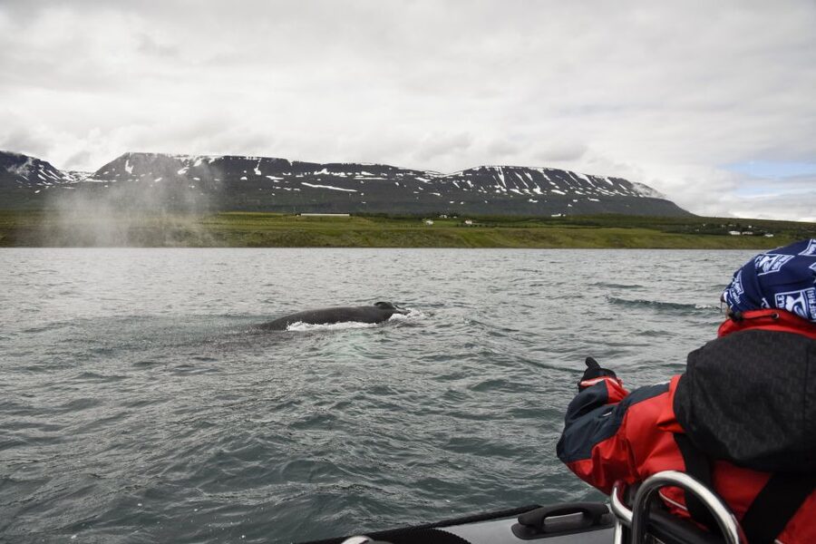 Akureyri: 2-Hour Whale Watching Express by RIB Speedboat - Gear That Makes Cold Water Bearable: Overalls, Gloves, and Goggles