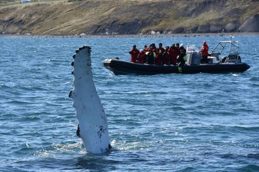 Akureyri: 2-Hour Whale Watching Express by RIB Speedboat - Boarding, Seating, and the Ride Quality You Should Expect