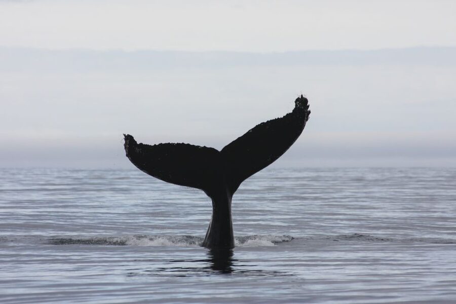 Akureyri: 2-Hour Whale Watching Express by RIB Speedboat - Safety First, Weather Last: When the Captain Changes Plans