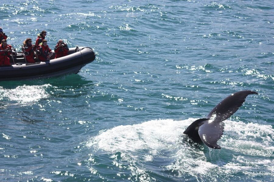 Akureyri: 2-Hour Whale Watching Express by RIB Speedboat - Price and Value: Is $200 Worth It for a Two-Hour Express?
