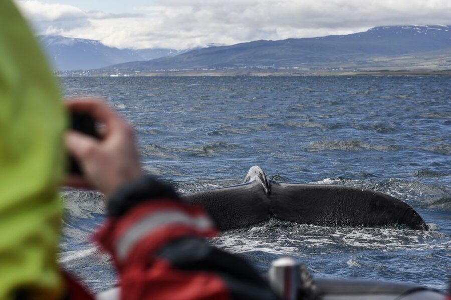 Akureyri: 2-Hour Whale Watching Express by RIB Speedboat - The RIB Advantage: Speed, Small Group, and Respectful Distance