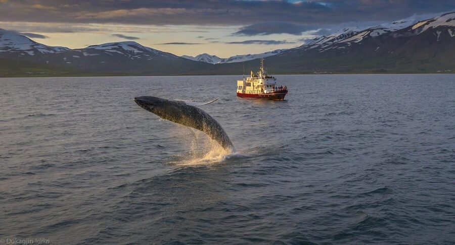 Akureyri: 3-Hour Classic Whale Watching Tour by Ship - Oddeyrarbót pier start: what to expect before the boat even leaves