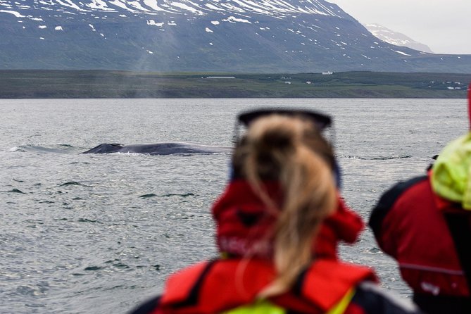 Akureyri Express Whale Watching by RIB boat - Key things that make this whale watch feel different