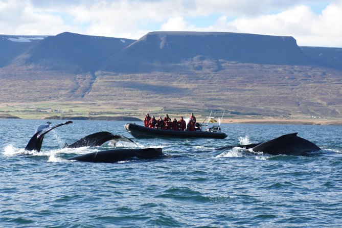 Akureyri Express Whale Watching by RIB boat - Where the experience starts: meeting at Elding in central Akureyri
