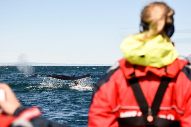 Akureyri Express Whale Watching by RIB boat - Gear that actually matters in Iceland wind: overalls, goggles, gloves