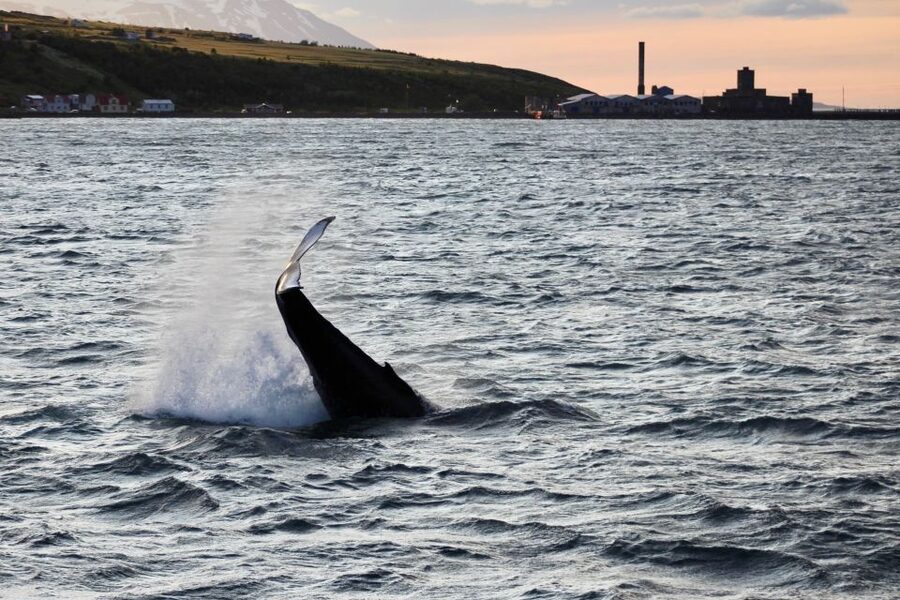 Akureyri: Whale Watching in the Midnight Sun - Boat comfort and viewing layout: warm inside, watchful outside
