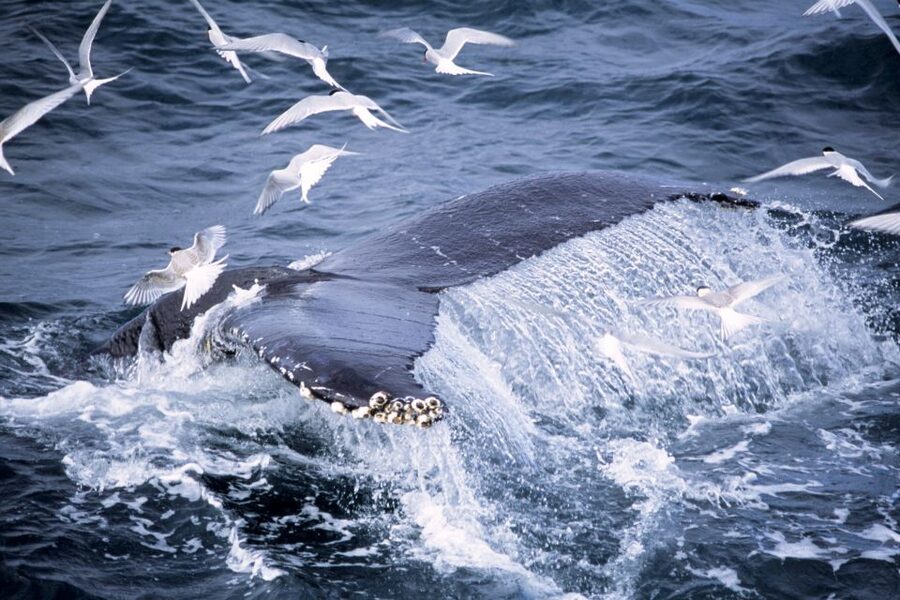 Akureyri: Whale Watching in the Midnight Sun - Sightings and the reality of distance: managing expectations