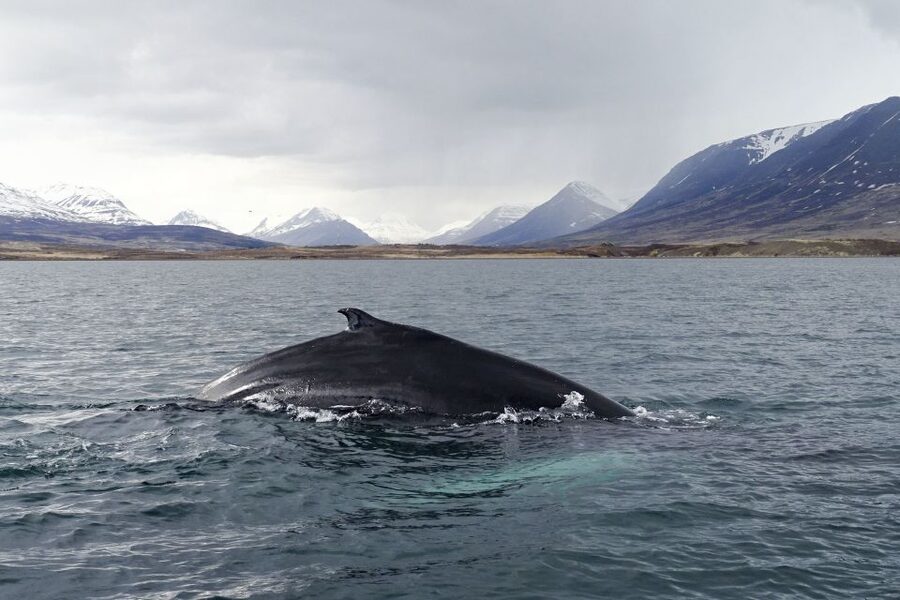 Akureyri: Whale Watching in the Midnight Sun - Midnight sun viewing tips: how to spot in changing light