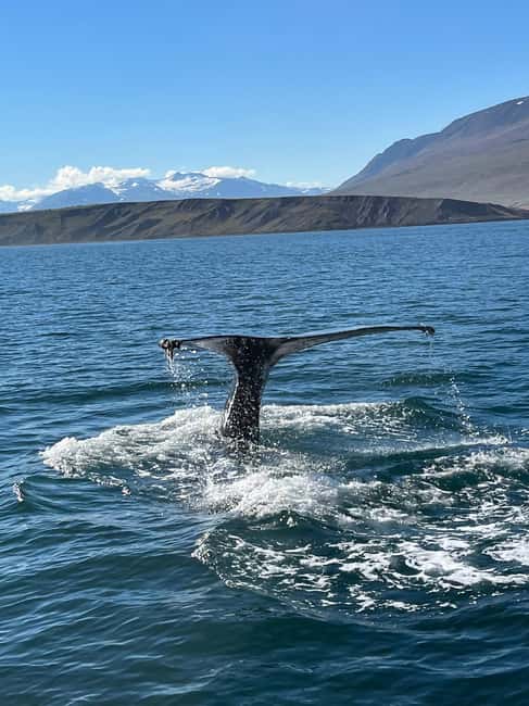 Akureyri: Whale Watching Tour with Transfer from Port - Port Pickup to Hauganes, the Easy Start