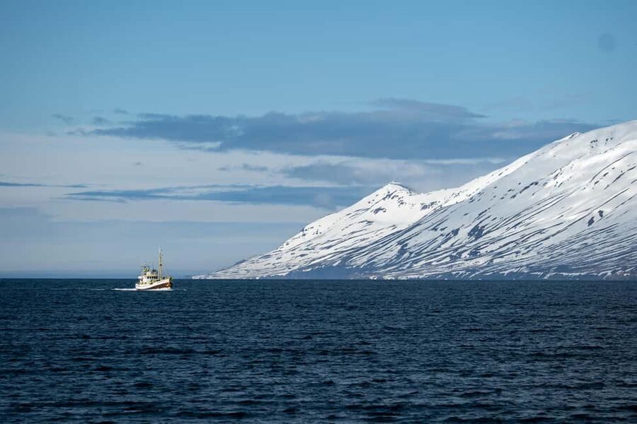 Akureyri: Whale Watching Tour with Transfer from Port - Who Should Book, and Who Should Skip
