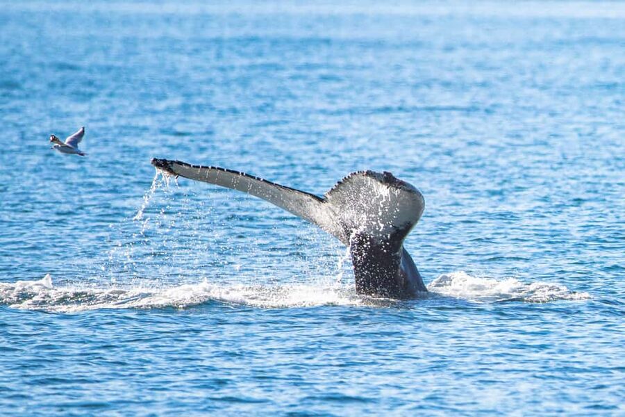 Akureyri: Whale Watching Tour with Transfer from Port - Eyjafjörður Fjord Time, Where Whale Watching Turns Real