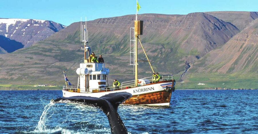 Árskógssandur: Whale-Watching Boat Trip - Key points before you go