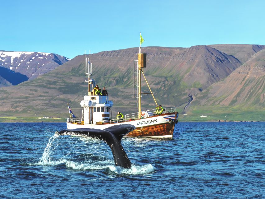Árskógssandur: Whale-Watching Boat Trip - Why Árskógssandur works for whale watching in North Iceland