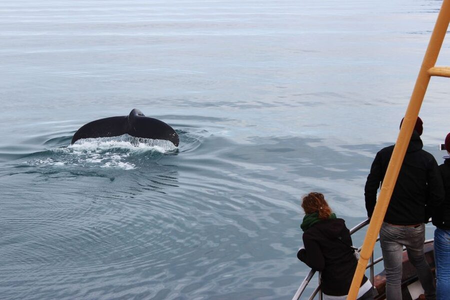 Árskógssandur: Whale-Watching Boat Trip - Price and value: is $96 worth it?