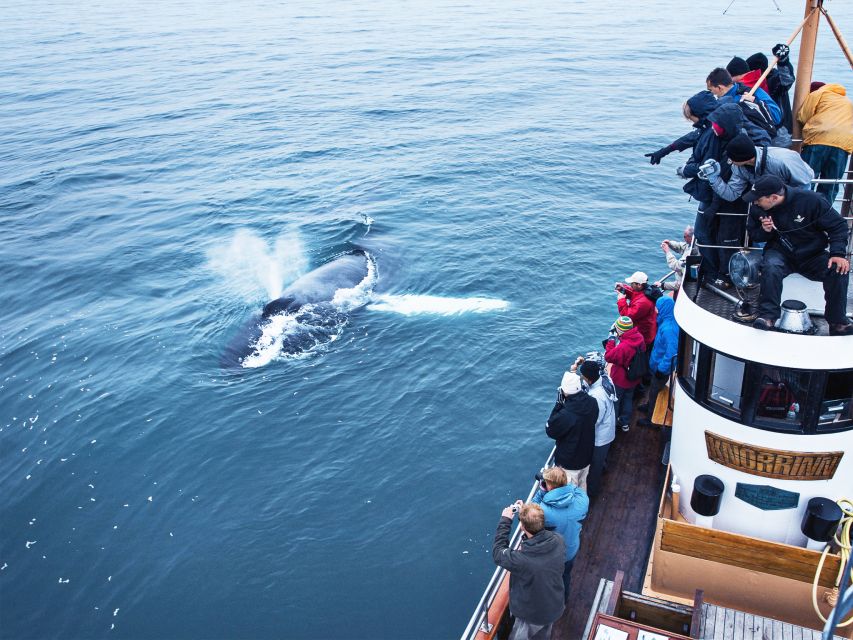 Árskógssandur: Whale-Watching Boat Trip - Weather and the whale-luck reality, plus what happens if you strike out