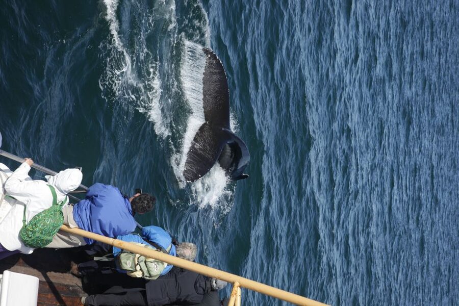 Árskógssandur: Whale-Watching Boat Trip - Who should book this Árskógssandur whale trip