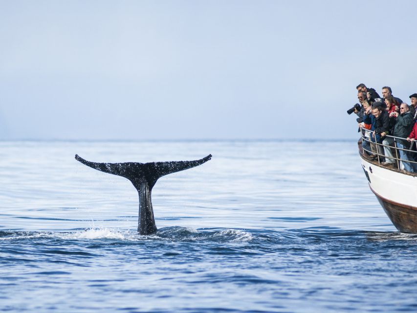 Árskógssandur: Whale-Watching Boat Trip - Should you book this whale-watching boat trip?