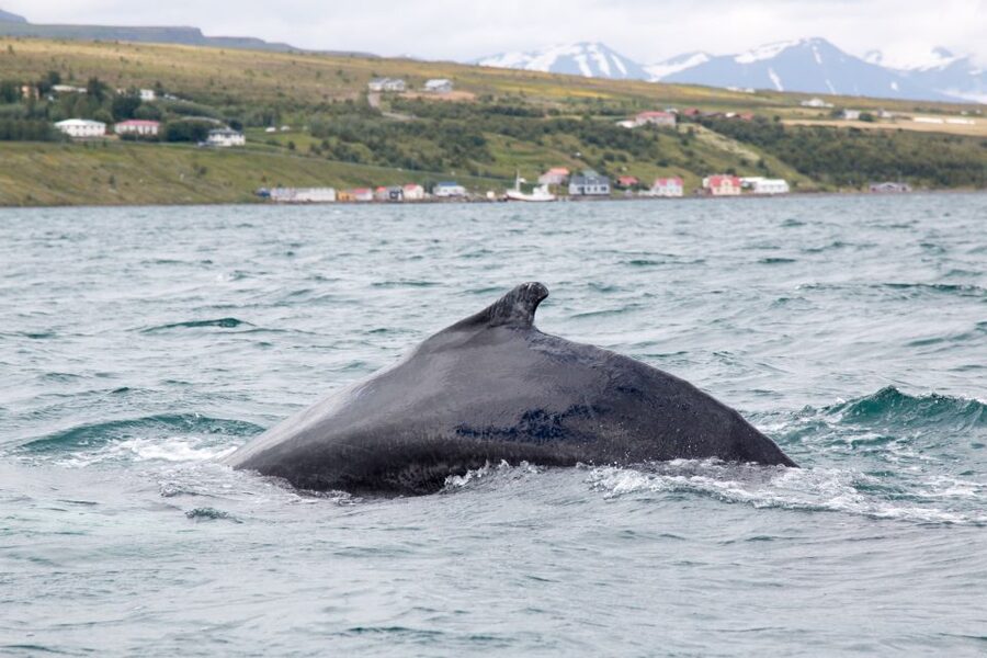 Árskógssandur: Whale-Watching Boat Trip - Hotel Kaldi check-in, overalls, and the practical vibe on board
