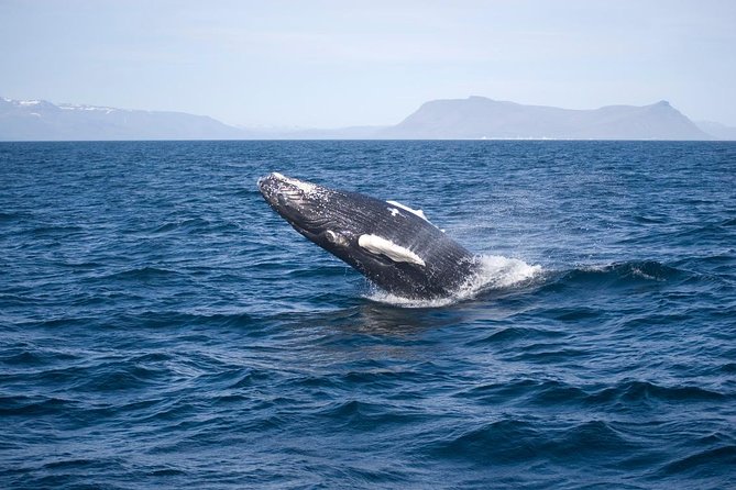 ATV & Whale Watching Full day adventure in Reykjavik - The ATV Schedule: Why 1 Hour Feels Just Right