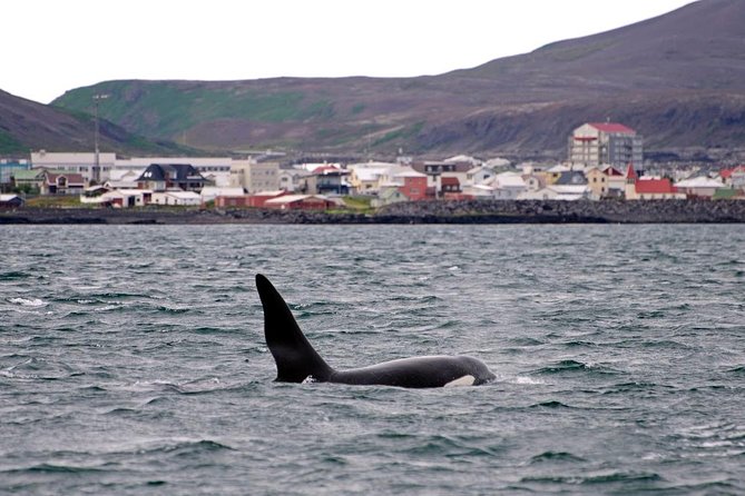 ATV & Whale Watching Full day adventure in Reykjavik - Whale Watching From Reykjavik Harbor: Minke Whales and the Art of Waiting