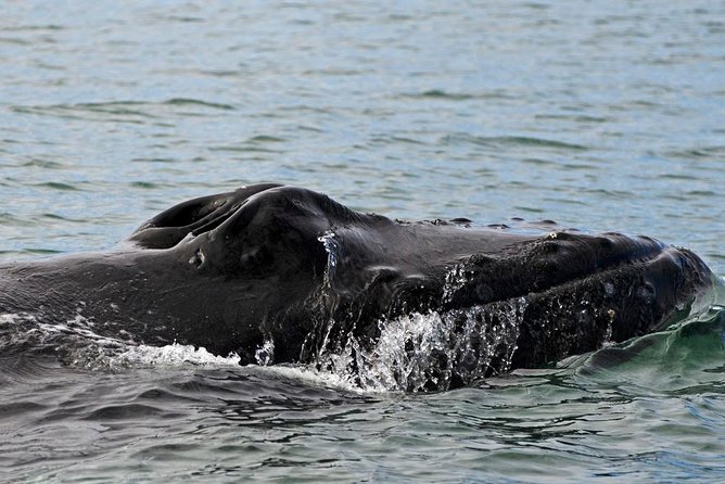 ATV & Whale Watching Full day adventure in Reykjavik - Wildlife Education Beyond the Boat: The Exhibition Stop