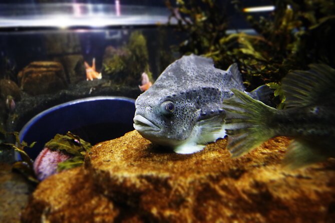 Beluga and Puffin Sanctuary Visitor Centre with Aquarium - Key highlights to know before you go