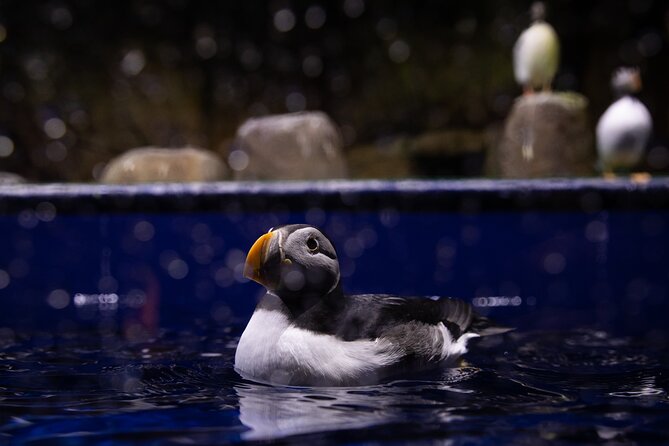 Beluga and Puffin Sanctuary Visitor Centre with Aquarium - Arriving in Vik: quick access, short visit time, and real-world pacing