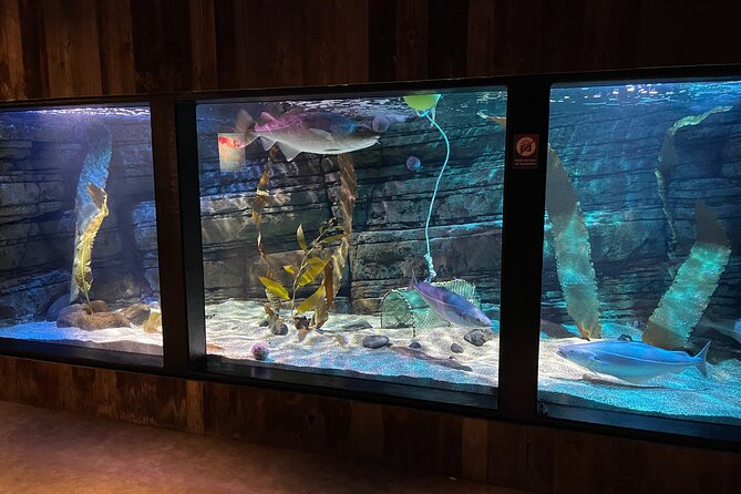 Beluga and Puffin Sanctuary Visitor Centre with Aquarium - Staff support and learning: how you get the most out of the visit