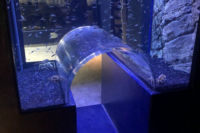Beluga and Puffin Sanctuary Visitor Centre with Aquarium - Beluga observation windows: what to expect in real viewing time