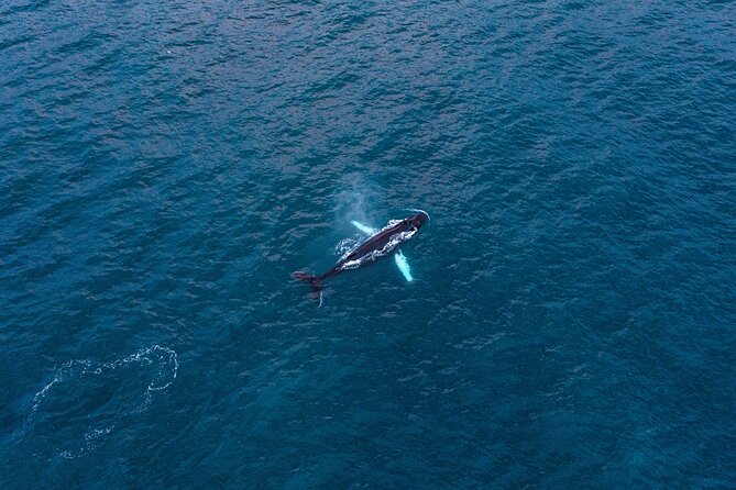 Big Whales & Puffins RIB boat tour from Húsavík - Skjálfandi Bay by RIB: why the ride style matters
