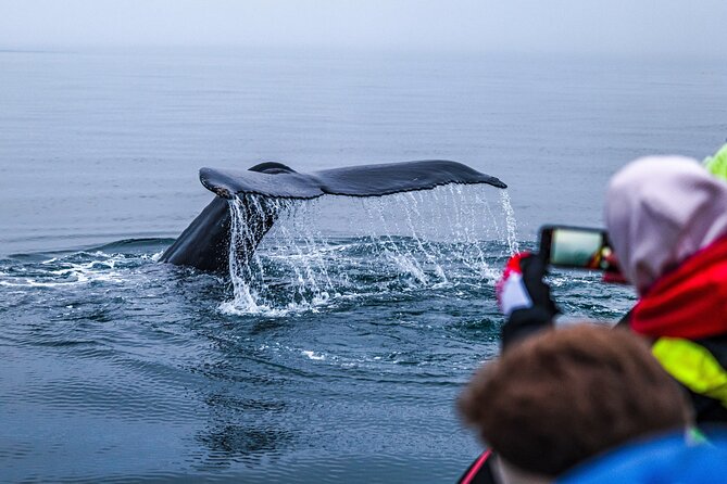Big Whales & Puffins RIB boat tour from Húsavík - Lundey puffins and the Tjörnes fossil coastline